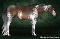 Horse Color:Gray White Spotted Bay 