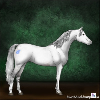 Horse Color:Gray Brown Tobiano Rabicano 