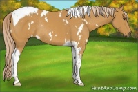 Horse Color:White Spotted Palomino Tobiano Rabicano