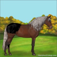 Horse Color:Void Silver Brown Appaloosa 