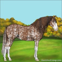 Horse Color:Black Splash Appaloosa  and Chestnut Sabino Splash 