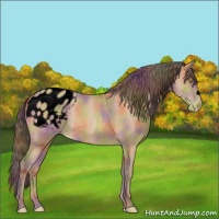 Horse Color:Void Nacre Amber Champagne Appaloosa 