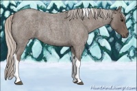 Horse Color:Silver Blue Roan Tobiano  Brindle and Silver Blue Roan Tobiano  Brindle