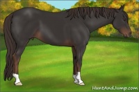 Horse Color:Liver Chestnut 