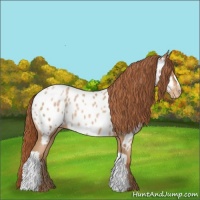 Horse Color:Buckskin Pearl Appaloosa 
