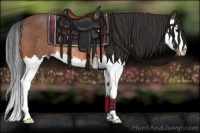 Horse Color:Bay Splash Rabicano