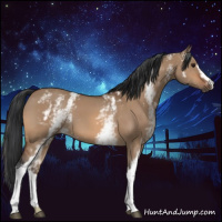 Horse Color:White Spotted Bay Dun 