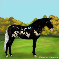 Horse Color:Silver Buckskin Splash Tobiano Near Leopard 