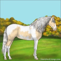 Horse Color:Silver Amber Cream Champagne Dun Splash Tobiano Frame 