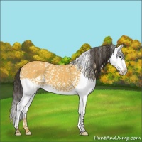 Horse Color:White Spotted Buckskin Splash 