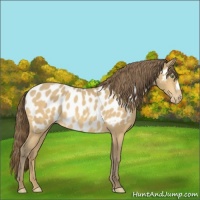 Horse Color:Amber Cream Champagne Appaloosa 
