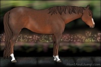 Horse Color:Liver Chestnut Sabino