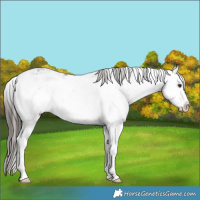 Horse Color:Liver Chestnut Ice Sabino Splash 