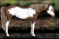 Horse Color:Liver Chestnut Sabino Splash Frame 