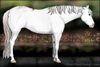 Horse Color:Liver Chestnut Sabino Splash 