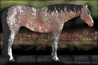Horse Color:Brown Ice Sabino 