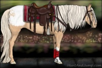 Horse Color:Gold Champagne Appaloosa 