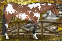 Horse Color:White Spotted Bay Rabicano