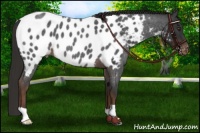 Horse Color:Liver Red Roan Appaloosa 