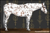 Horse Color:Bay Roan Appaloosa 