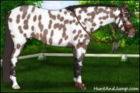 Horse Color:Buckskin Roan Near Leopard 