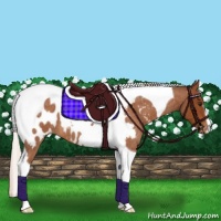 Horse Color:Silver Buckskin Roan Tobiano Blanket 