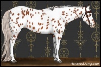 Horse Color:Silver Bay Tobiano Appaloosa 