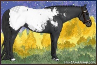 Horse Color:Black Appaloosa 