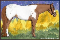 Horse Color:Chestnut Appaloosa 