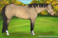 Horse Color:Buckskin Dun 