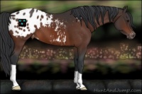 Horse Color:Bay Appaloosa