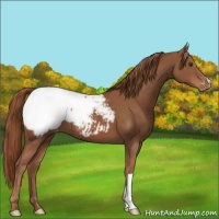 Horse Color:Chestnut Appaloosa 
