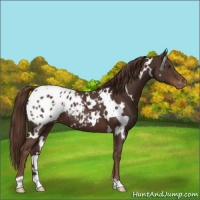Horse Color:White Spotted Liver Chestnut Appaloosa 