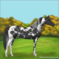 Horse Color:White Spotted Black 