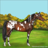 Horse Color:White Spotted Bay Appaloosa