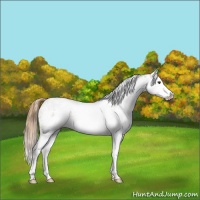 Horse Color:White Spotted Chestnut Splash 