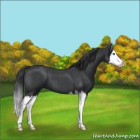 Horse Color:Blue Roan Splash 