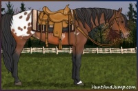 Horse Color:Bay Appaloosa Rabicano 