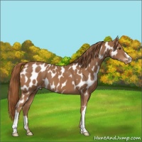 Horse Color:Chestnut Appaloosa 