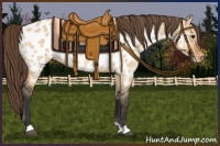 Horse Color:Bay Dun Appaloosa Rabicano 