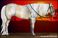 Horse Color:White Spotted Silver Amber Cream Champagne 