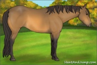 Horse Color:Buckskin 