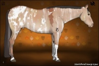 Horse Color:White Spotted Bay Ice Dun Tobiano Appaloosa 