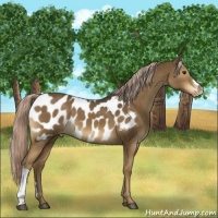 Horse Color:Chocolate Palomino Appaloosa 