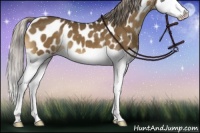 Horse Color:Chocolate Palomino Splash Near Leopard 