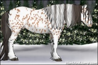 Horse Color:Bay Leopard 
