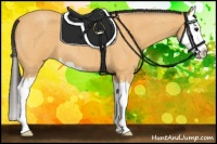 Horse Color:Buckskin Roan Splash 