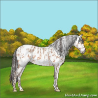 Horse Color:Amber Champagne Appaloosa  and Gray Amber Champagne Appaloosa 
