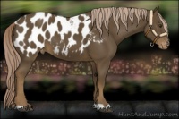Horse Color:Chocolate Palomino Appaloosa 