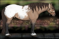 Horse Color:Bay Roan Dun Snowcap